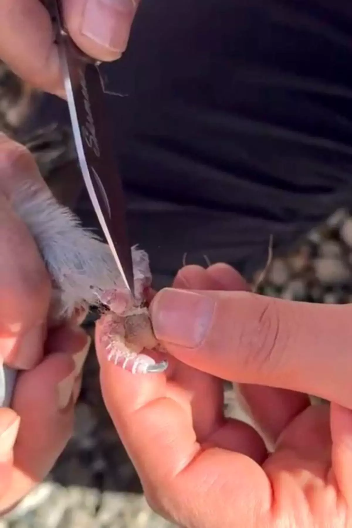 gumushanede ipe dolanan guvercin itfaiye ekipleri tarafindan kurtarildi B7gcJK8U.jpg