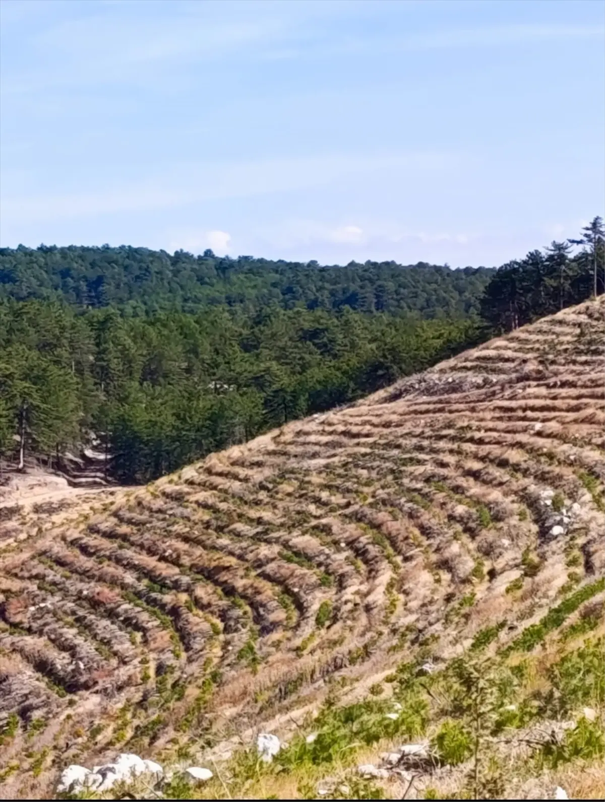 nallihanda yangin sonrasi 2 milyon fidan dikildi kG4p5Gha