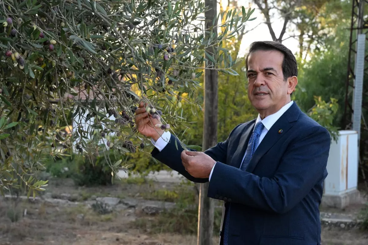 zeytinparkta asirlik zeytin agaclarindan 70 kilogram zeytin bekleniyor Q6sUNiKb