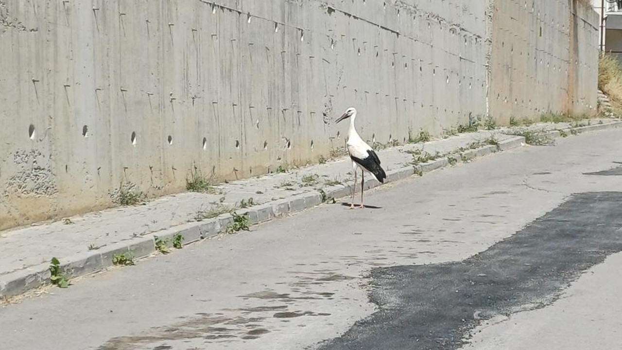 Konyada yarali leylek icin seferberlik cami kubbesindeki yuvasindan kurtarildi 2M81mI3Q